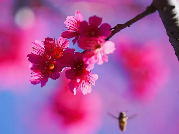 图集丨情人节邂逅盐田樱花季，春天的浪漫才刚刚开始 