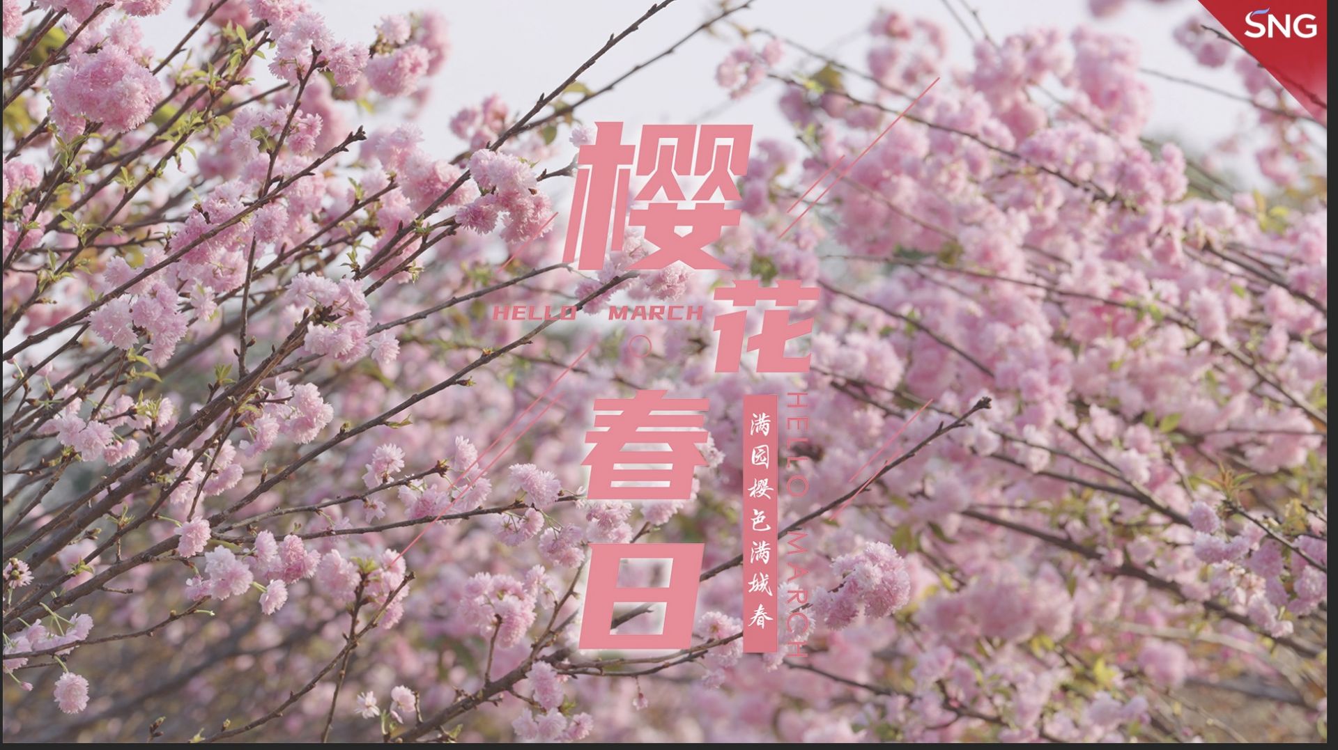 樱花春日
