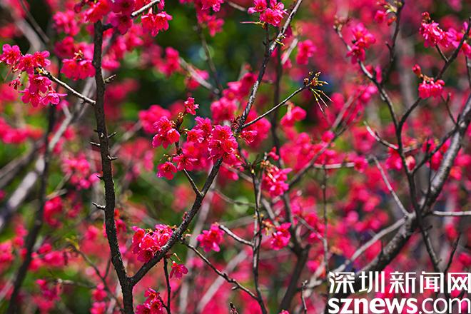 图集丨元宵节邂逅盐田樱花季，春天的浪漫才刚刚开始