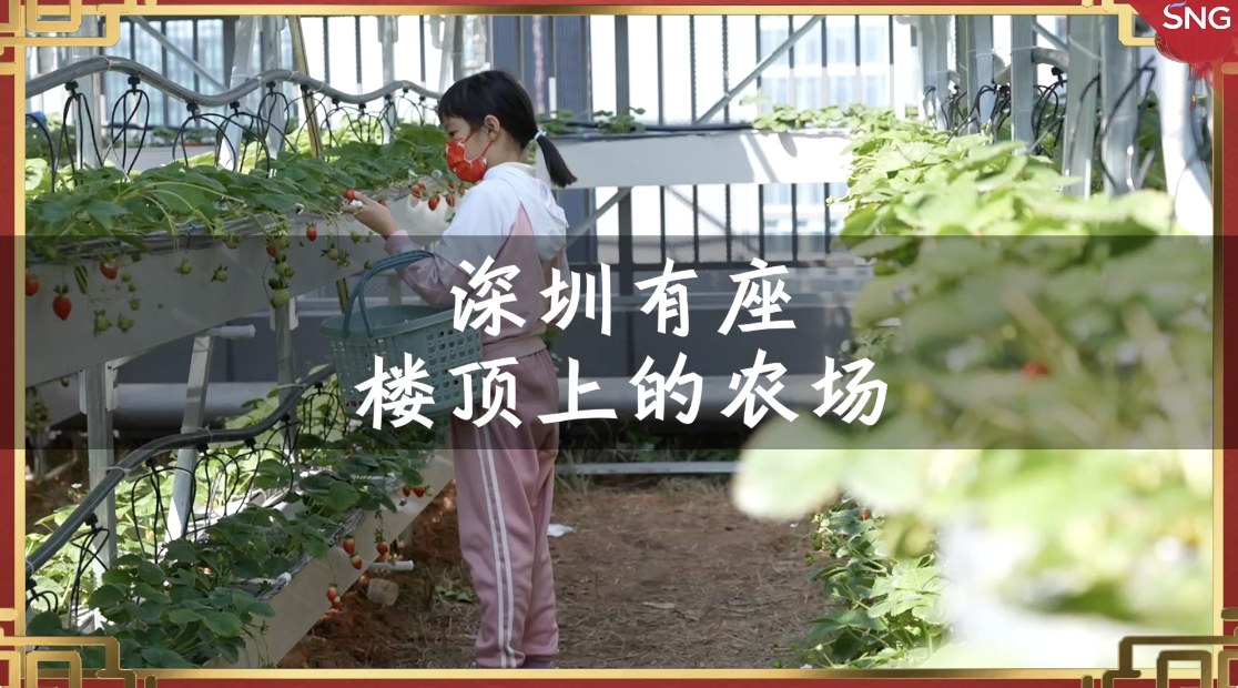 深圳有座楼顶上的农场 在天台上实现草莓自由