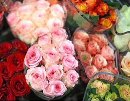 昆明玫瑰花价持续走高，去年30元一扎今年最高涨至160元