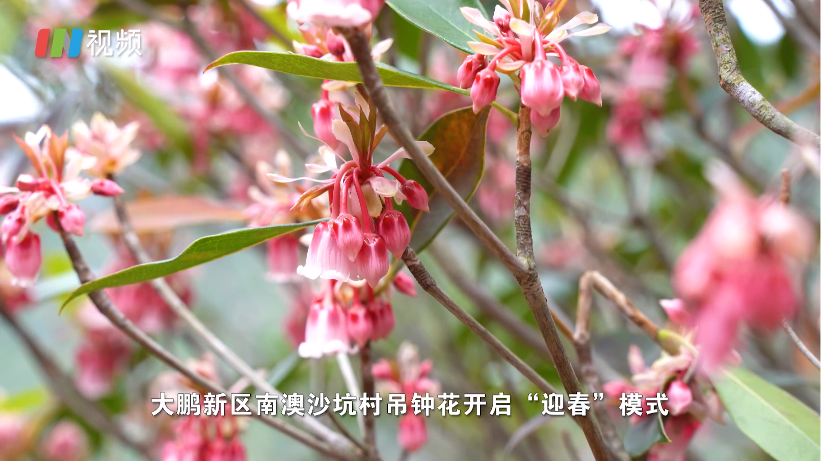 IN视频 | 吊钟鸣奏迎新春！大鹏的吊钟花开了~