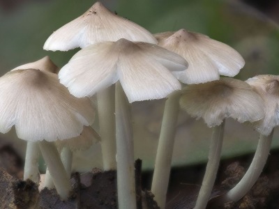 又有人进食野蘑菇进了ICU？疾控专家提醒市民不采摘、购买、食用毒蘑菇