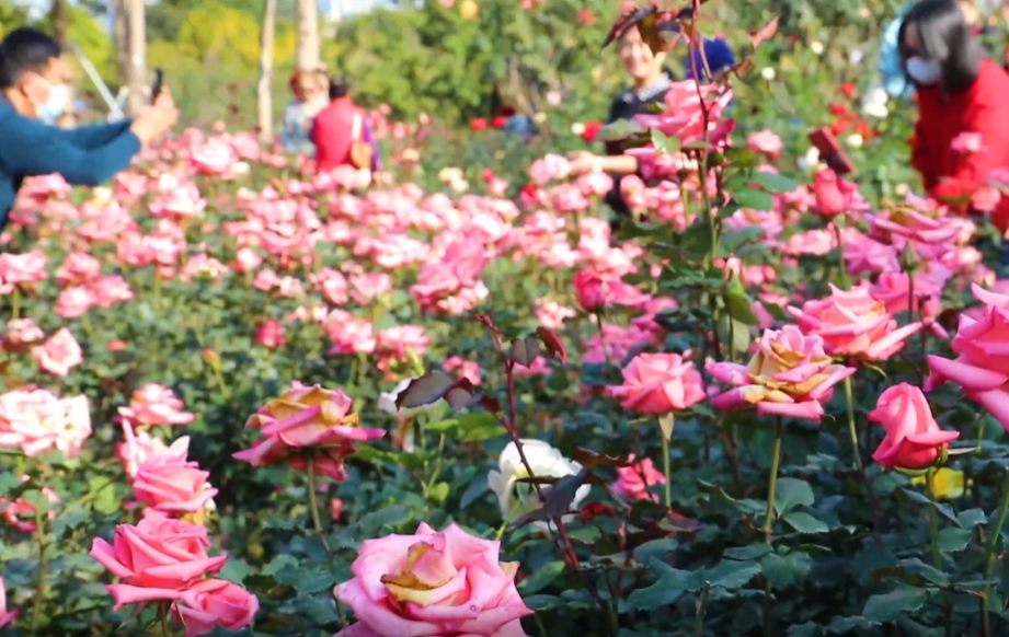 视频 | 到香蜜公园看繁花盛开，享春日暖阳