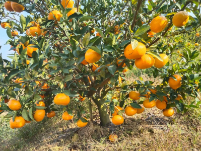 深河共建 圳在帮扶 | @所有人，紫金县250万斤美味柑橘滞销，快来采购 
