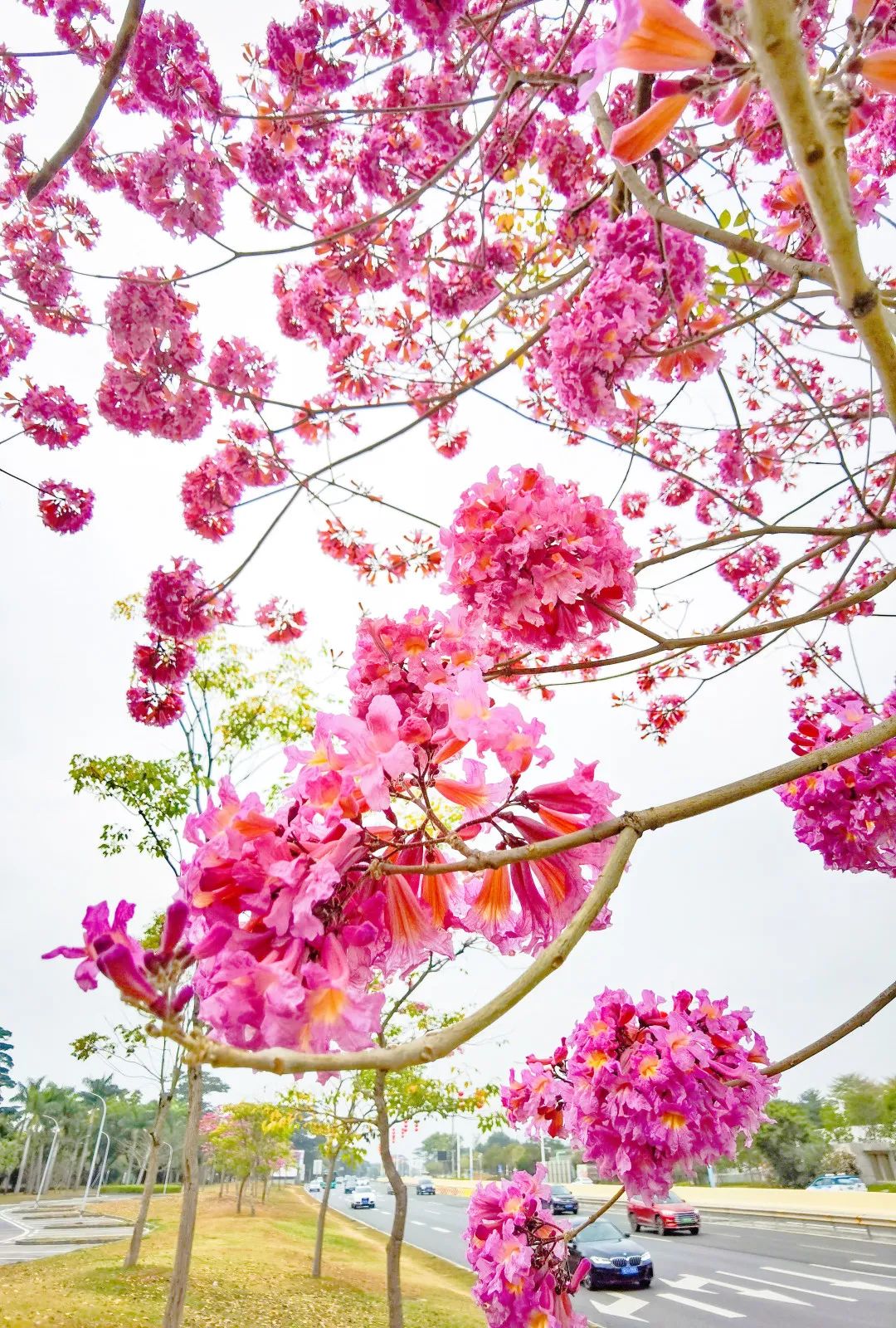 2月花历