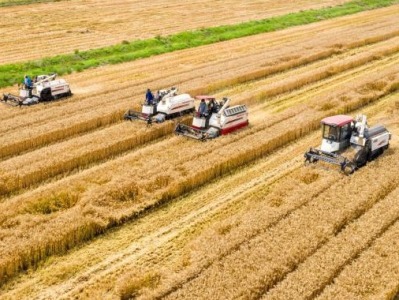 农业农村部下沉一线包省包片夺夏粮小麦丰收行动全面展开