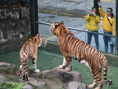 “斧头斧脑”！深圳野生动物园老虎接受“围观”祝福