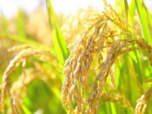 我国科学家破译控制水稻种子活力的“遗传密码” 