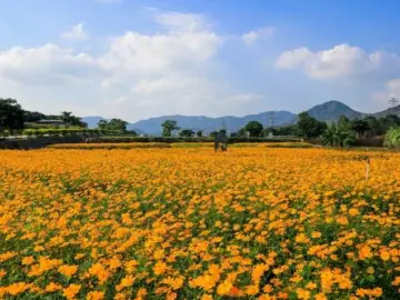 住深全国政协委员戴北方：建议在深圳举办乡村振兴博览会