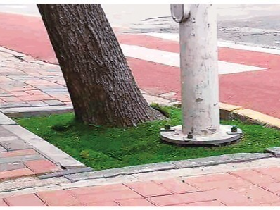 城市里，当十多个部门与一棵树“争地盘”…