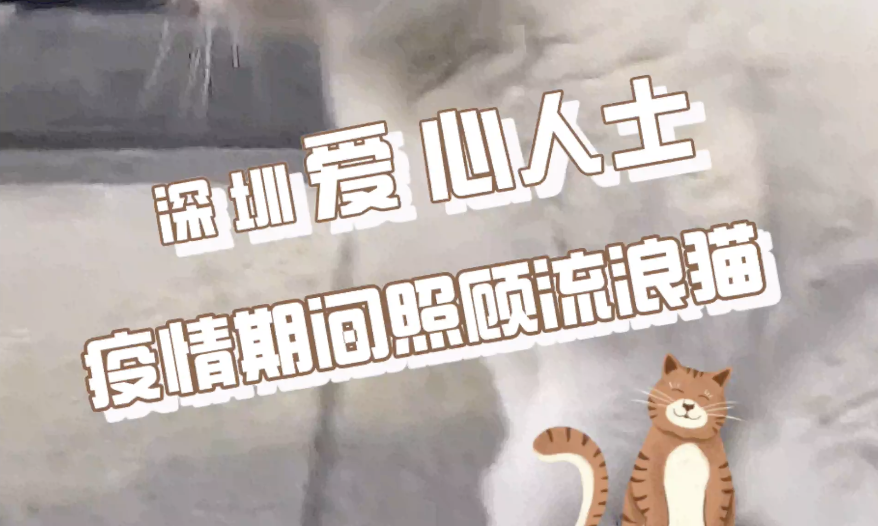 深圳流浪毛孩子疫情期间有饭吃