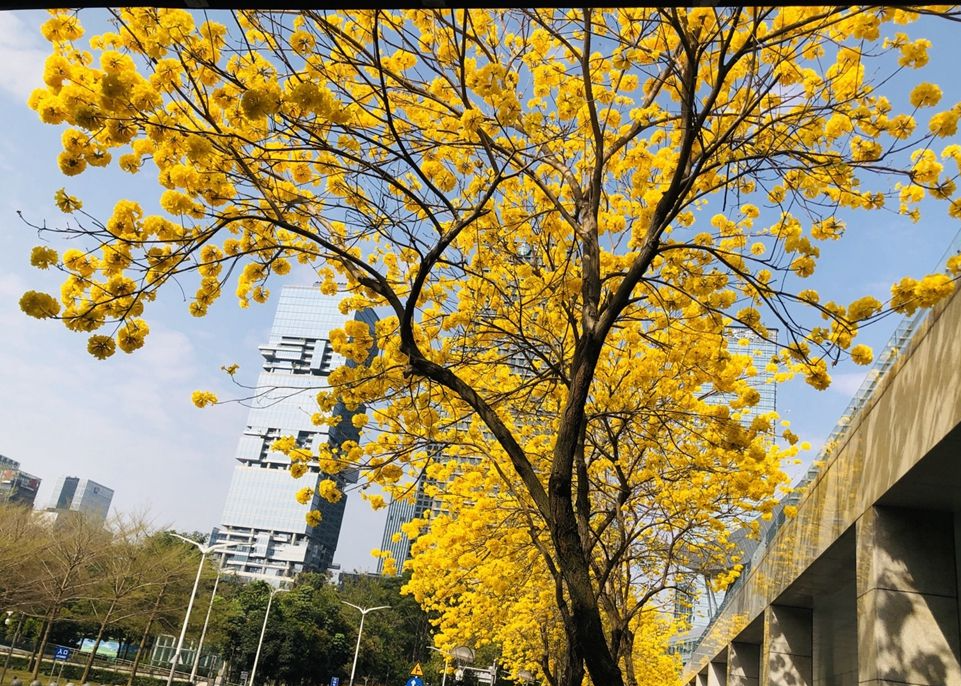深圳慢下来的第二天：百般红紫，枝头斗芳菲