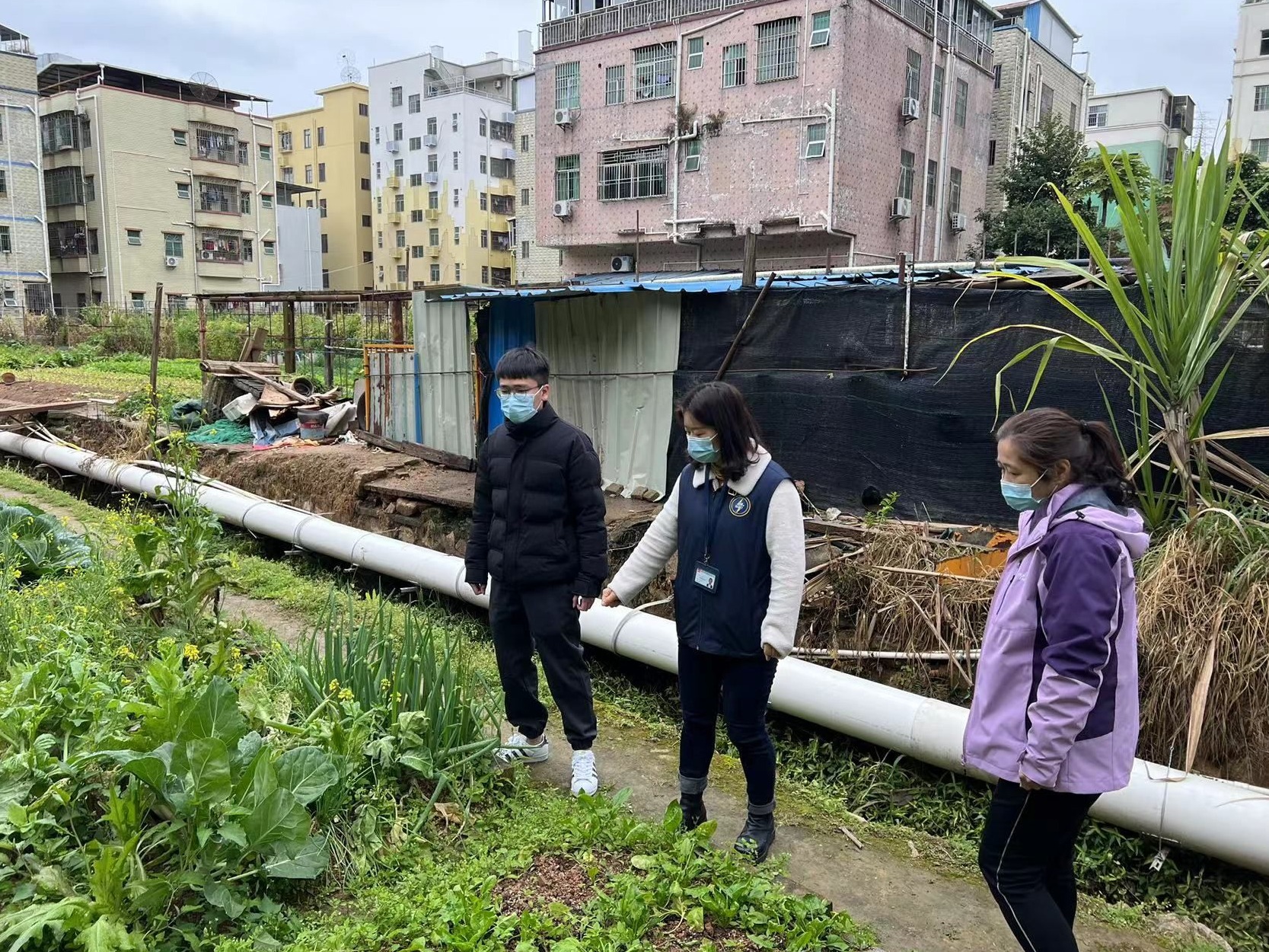 确保“零种植”——观湖街道开展毒品原植物种植大排查行动