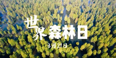 森林，中国的贡献丨大美中国看自然