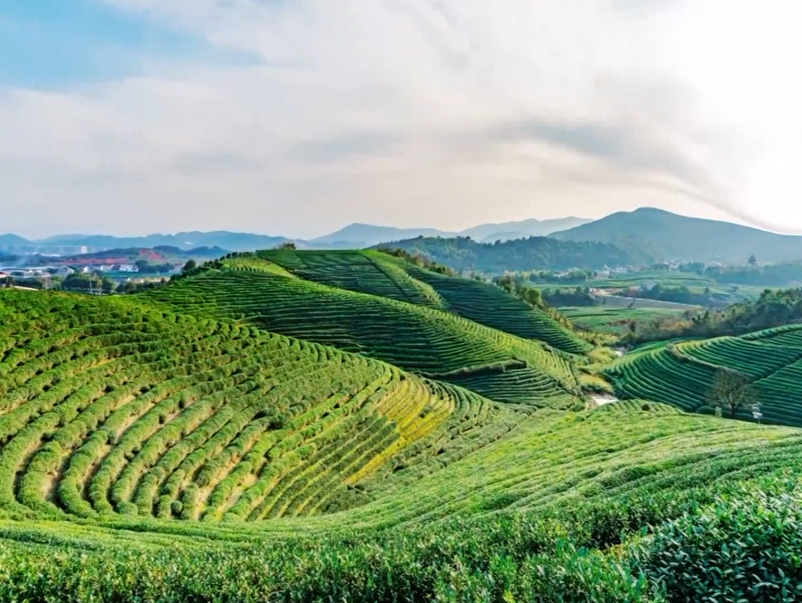 大力建设省级现代农业产业园，做大做强“揭西茶叶”