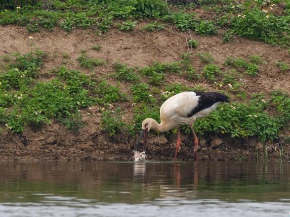 “鸟界国宝”东方白鹳现身广东新会一湿地公园