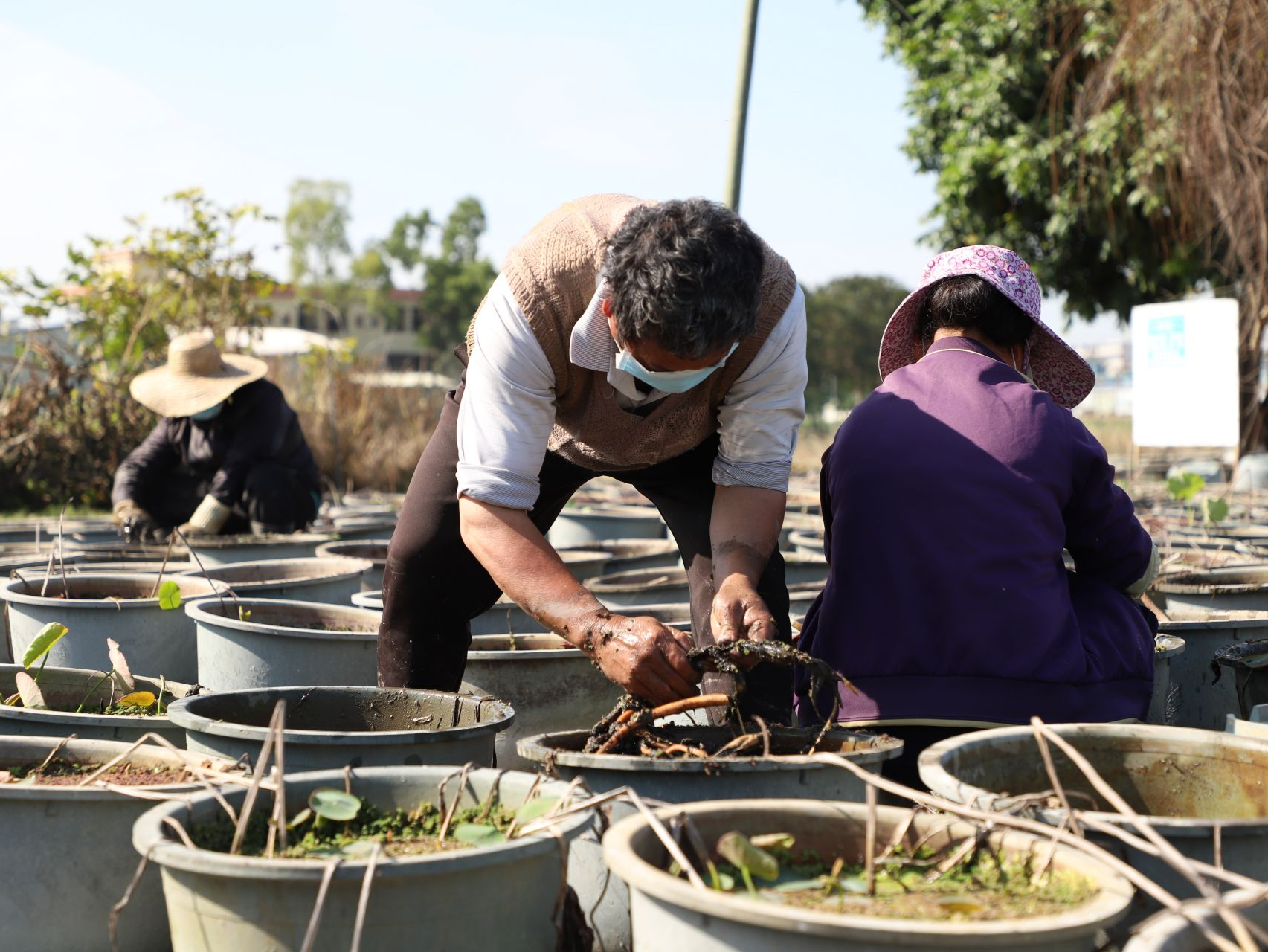 东莞市桥头镇：万盆荷花开始翻盆植藕