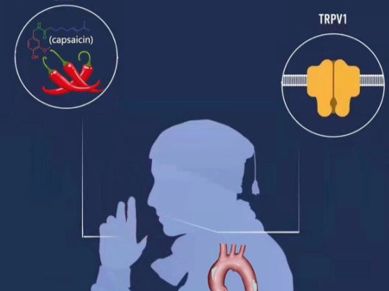 研究表明：常吃辣椒可减轻血管钙化，减少心血管疾病发生的概率