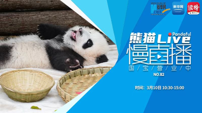 熊猫慢直播｜国宝营业中