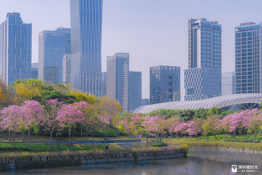 福田城市春天图片