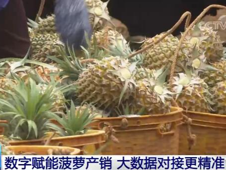 广东徐闻35万亩菠萝迎来大规模采摘 优质菠萝出口RCEP成员国