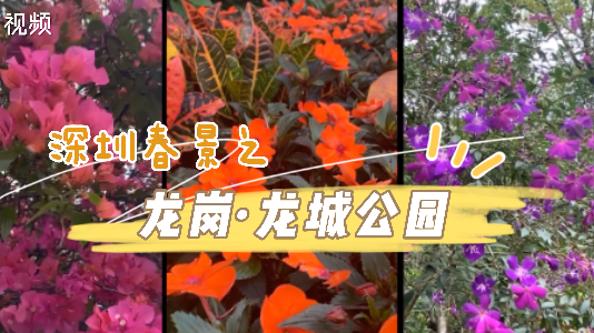 深圳春景：龙城公园花团锦簇，一片生机勃勃