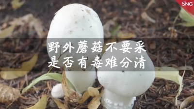 野生蘑菇进入生长旺盛期，医生提醒：野生蘑菇是否有毒需专业鉴定