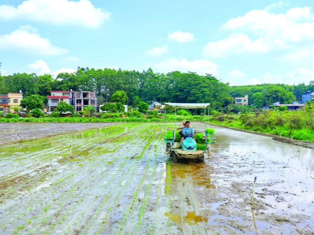 惠州市春耕早稻58.97万亩比增4.47万亩 