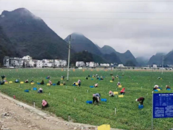 小蔬菜长出大产业！深百携手推动高山蔬菜走进大湾区