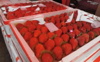 草莓界的“爱马仕”被曝作假,丹东草莓实则产自江苏