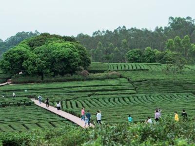 惠州：博罗柏塘将打造茶文旅融合综合体