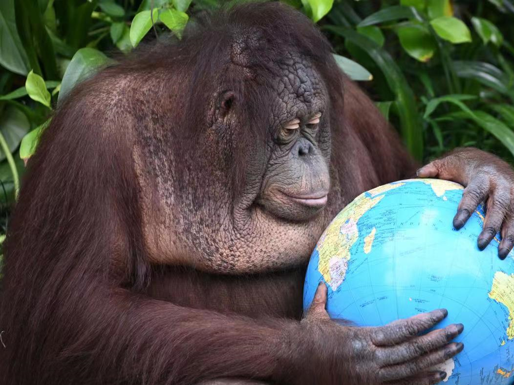 世界地球日 | 深圳野生动物园红毛猩猩拥抱“地球”