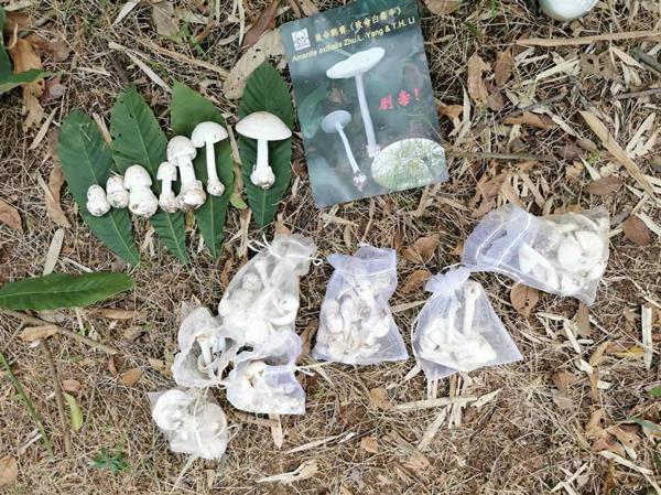 进入野生蘑菇生长旺季，预防中毒的方法是不采！不买！不食！