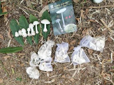 进入野生蘑菇生长旺季，预防中毒的方法是不采！不买！不食！