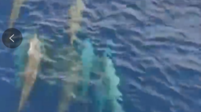 满屏都是跳跃的“海上精灵”！一群海豚为船舶“领航”……