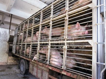 广东：5月1日起正式暂停省外屠宰用生猪入粤