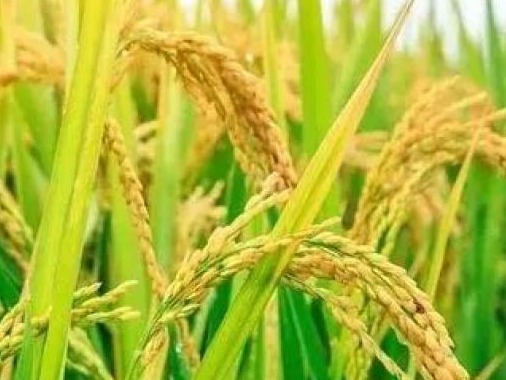 四川：率先启动水稻、油菜、大豆、生猪四大种业集群培育工作