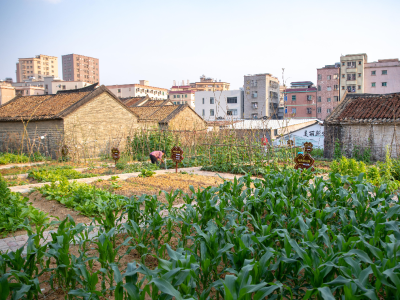 东莞市一旧村打造美好田园，50块小菜园免费种