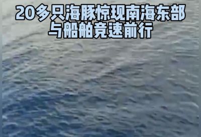 20多只海豚惊现南海东部，与船舶竞速前行