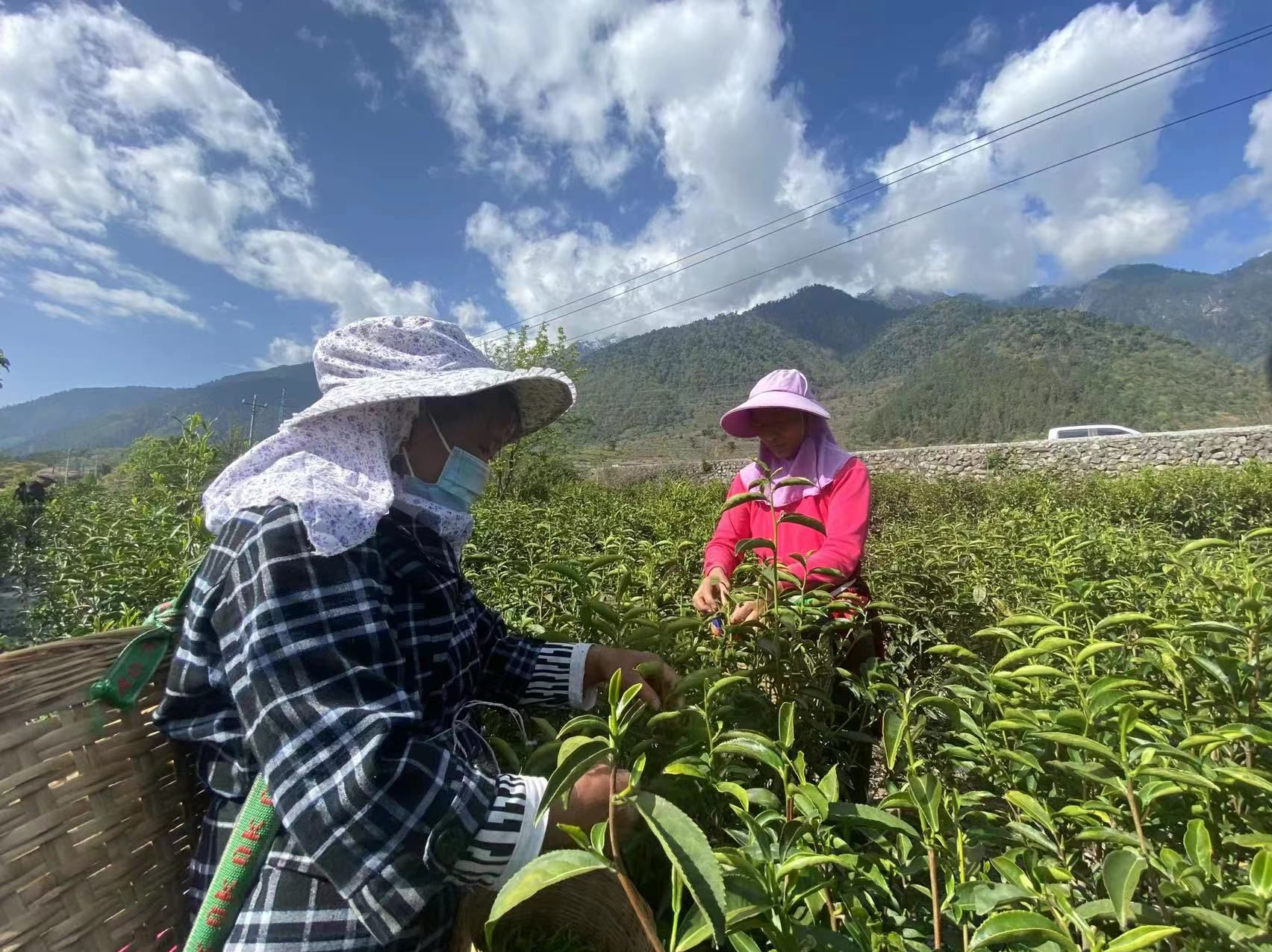 西藏察隅农场今春首批春茶开采