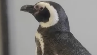 禽流感蔓延北美动物园忙藏鸟 企鹅可能是北美游客能见的唯一鸟类