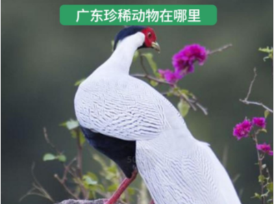 国际珍稀动物保护日 | 这些出没在广东的珍稀动物你了解吗？