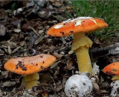 一图读懂｜毒蘑菇高发季！切勿采摘食用