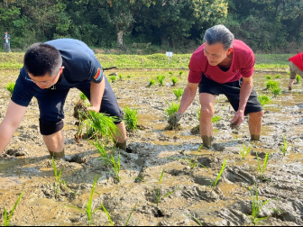 深圳驻汕尾陆河县上护镇帮扶工作队：选取优质稻种，开展新品种栽种