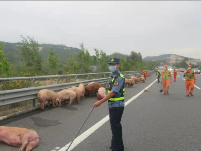 罕见一幕：高速公路上50头逃窜活猪成隐患，路政小哥变身“猪猪侠”保安全