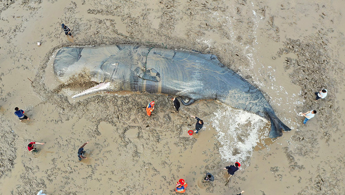 台州渔船海上发现一具抹香鲸尸体，或为此前搁浅象山那一头