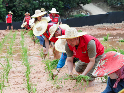 在深圳插秧是一种什么体验？西丽“都市农场”种下“益生菌大米”