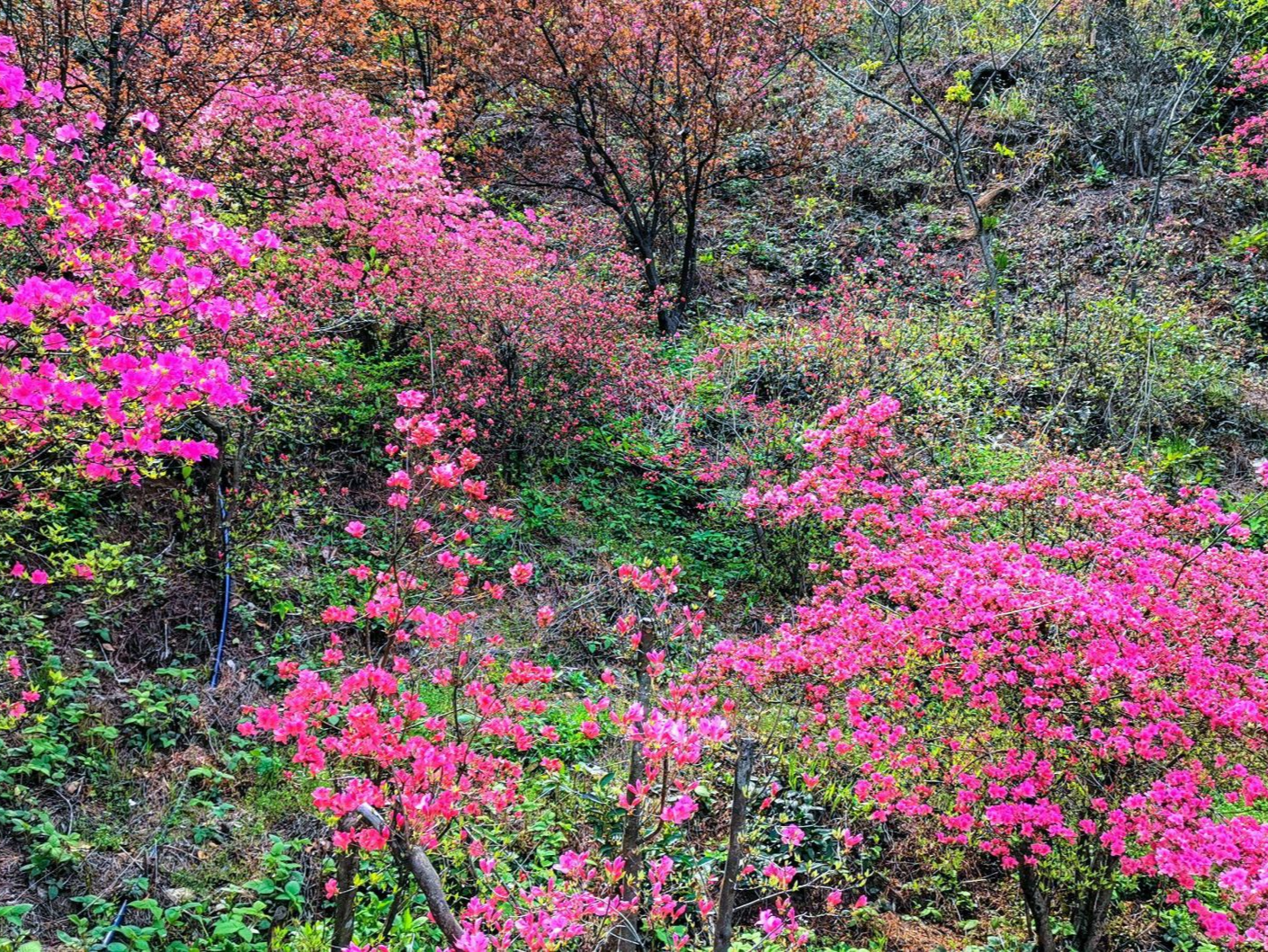 山花芬芳