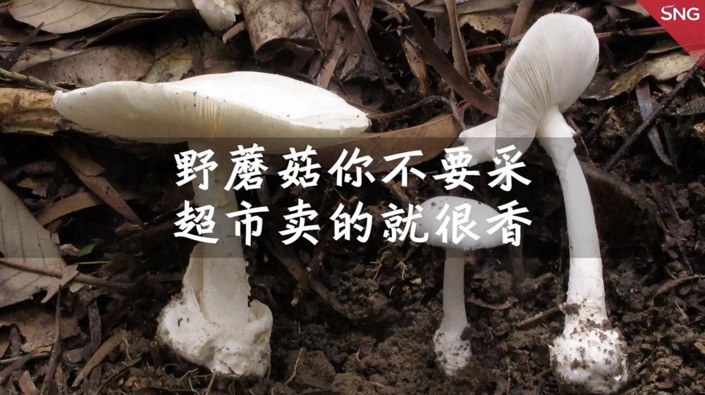 路边的蘑菇你不要采